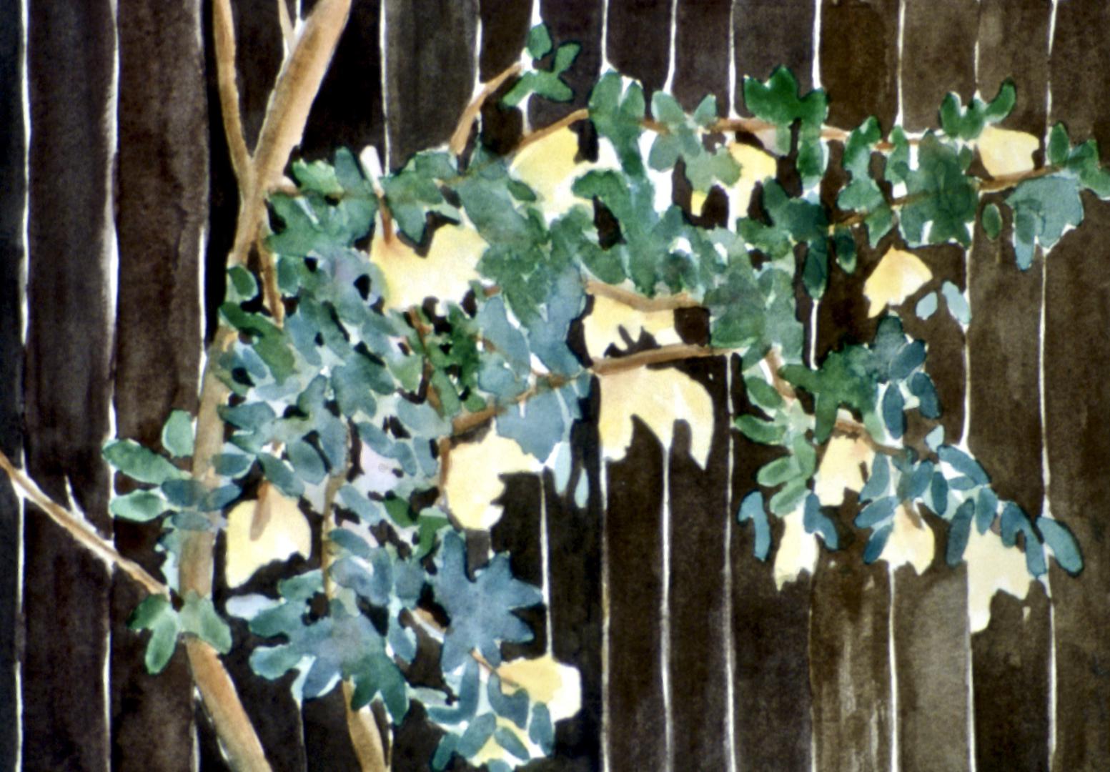 Rosal mojado - 18 x 26 cm, 1987